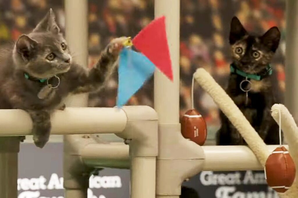 View the Kitties and Puppies Compete at Super American Rescue Bowl 2025, by CathetiFt to Catet Celce