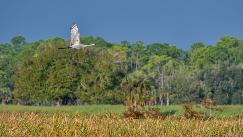 Best Internet Provider and Lehigh Acres, Florida