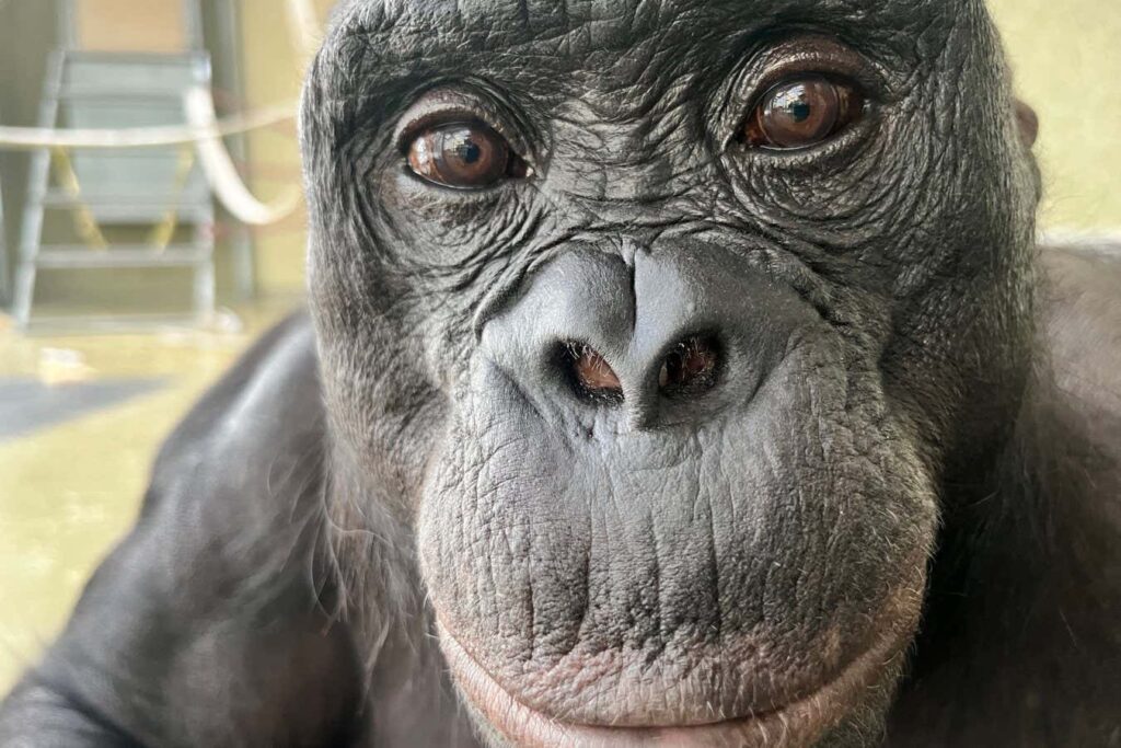 Bonobos can say when they know something you don't