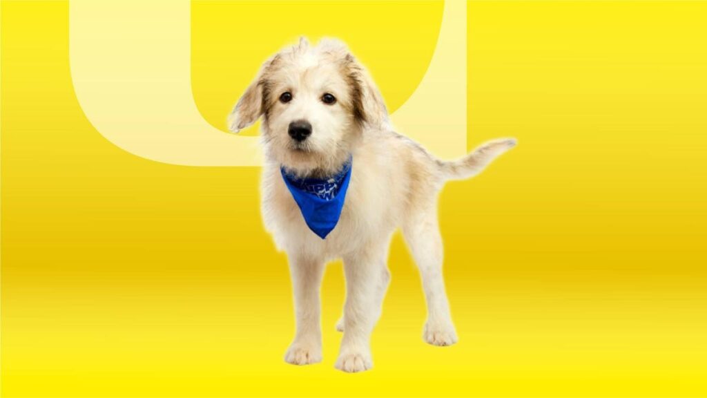 Puppy Bowl 2025: Start Time, How to Stream the Cute Canine Competition